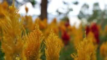 un campo de amarillo flores con rojo flores en el antecedentes video