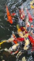 agraciado koi pescado planeo a través de un tranquilo estanque, su brillante colores un sereno danza con ligero reflejando apagado el agua. video