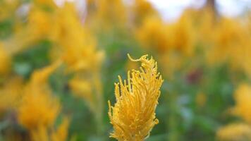 un campo de amarillo flores con un soltero amarillo flor en el primer plano. el flores son en lleno floración y el Dom es brillante brillantemente en a ellos. escena es brillante y alegre video