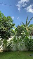 Tropical Backyard Oasis video