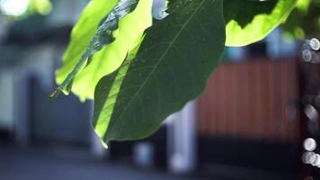 A leaf is shown in the sunlight, with a red object in the background video