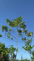 A tranquil sky with fluffy clouds and vibrant green leaves, presenting nature serene beauty. video