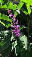 tropical orquídea flor video