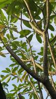 uma tranquilo céu com fofo nuvens e vibrante verde folhas, apresentando natureza sereno beleza. video