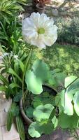 serein lotus Floraison dans jardin video