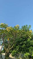 ein still Himmel mit flauschige Wolken und beschwingt Grün Blätter, präsentieren Natur heiter Schönheit. video