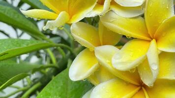 vibrante amarillo flores floración, ofrecimiento un Fresco jardín escena debajo el claro cielo. video