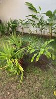 A garden with a variety of plants and a watering can video