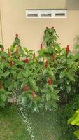 vibrante jardín rojo floraciones y verdor. descubrir el seducir de rojo flores en un lozano jardín, regado debajo el amable Dom video