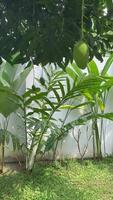 Sunlit Mango Tree Canopy. Upward view of a mango tree lush canopy, dappled with sunlight and a glimpse of the sky video