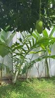 illuminata dal sole Mango albero baldacchino. verso l'alto Visualizza di un' Mango albero lussureggiante baldacchino, screziata con luce del sole e un' intravedere di il cielo video