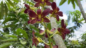 Vibrant orchids against blue sky. Stunning red and yellow orchids bloom under a clear sky, captured in vibrant detail. video