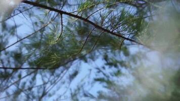 ein Baum mit ein Regenbogen Betrachtung im das Sonne video