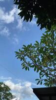 A tranquil sky with fluffy clouds and vibrant green leaves, presenting nature serene beauty. video