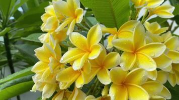 vibrante amarillo flores floración, ofrecimiento un Fresco jardín escena debajo el claro cielo. video