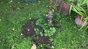 Jasmine leaves that are being watered, after a couple of days of drought. video