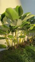 heliconia florescer com Cuidado. Assistir a rega ritual este traz vida. video