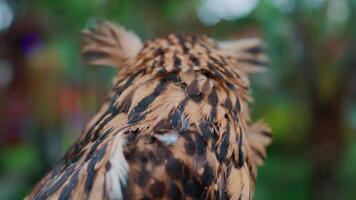 Close-up of a brown owl's feathered back, with a blurred green background. video