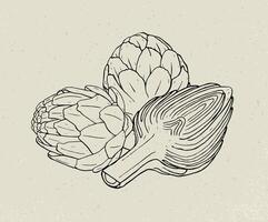 Full and cut budding artichoke flower heads or inflorescences hand drawn with black contour lines. Edible plant, delicious cultivated vegetable. Monochrome illustration in vintage style. vector