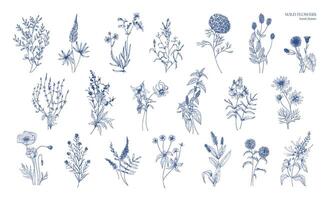 Collection of realistic detailed botanical drawings of wild meadow herbs, herbaceous flowering plants, gorgeous blooming flowers isolated on white background. Hand drawn vintage illustration. vector