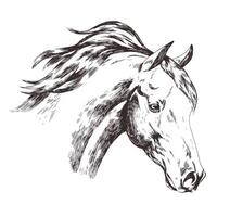 Freehand sketch of horse head isolated on white background. Realistic drawing of face of gorgeous farm domestic animal with mane waving in wind. Monochrome illustration in vintage style. vector