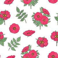 Botanical seamless pattern with pink dog rose flowers, stems and leaves hand drawn in antique style on white background. Natural illustration for wrapping paper, textile print, wallpaper. vector