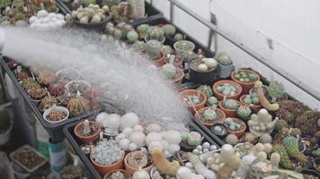 Watering Cactus Collection in Greenhouse video