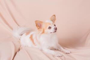Small long-haired chihuahua dog on a pink blanket. photo