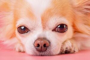 The dog is thoroughbred. Chihuahua on a pink background. photo