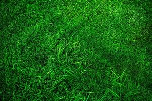 Lawn grass is longer and shorter green as a background. Lawn light and shadow. photo