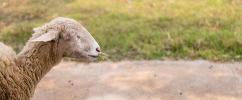 Sheep grazing peacefully amidst nature's beauty, in an open farm. photo