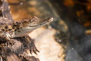 caimán y cocodrilo en el salvaje pantano, exhibiendo reptil depredadores con agudo dientes en su natural hábitat. foto