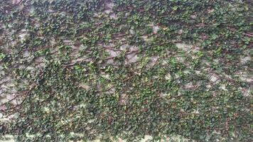 un pared cubierto en hiedra con verde hojas foto