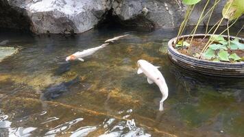 koi fish in the pond photo