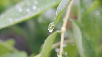 water droplets on the tops of the leaves photo