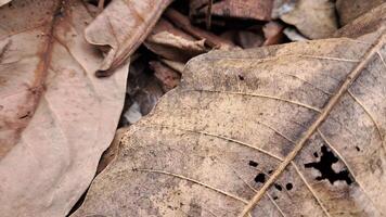 dry leaves lying on the ground photo