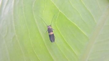 macro foto de pequeño insectos en hojas