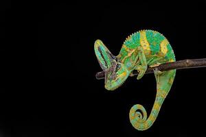 Cute funny chameleon - Chamaeleo calyptratus on a branch photo