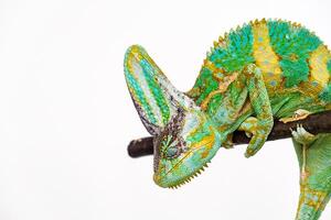 Cute funny chameleon - Chamaeleo calyptratus on a branch photo