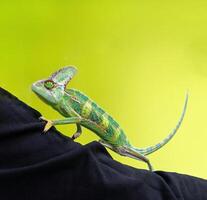 Cute funny chameleon - Chamaeleo calyptratus on a branch photo