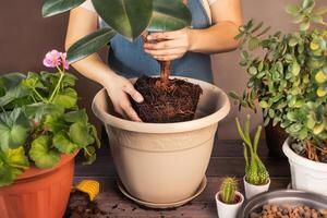 mujer replantación flores y plantando plantas. primavera planta de casa cuidado, despertar arriba interior plantas para primavera. mujer es trasplante planta dentro nuevo maceta a hogar. caucho ficus foto