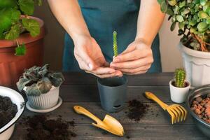 mujer muestra y sostiene en manos un pequeño disparar de un planta. ella será planta el planta en un maceta. primavera planta de casa cuidado, despertar arriba interior plantas para primavera. mujer replantación un cactus. cactus en cerámico maceta foto