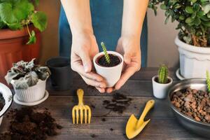 Woman Shows and holds in hands a Small pot with small Cactus. Spring Houseplant Care, Waking Up Indoor Plants for Spring. Woman Replanting a Small Cactus. Cactus in ceramic pot, soil, gloves photo