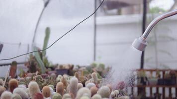 riego cactus en un invernadero video