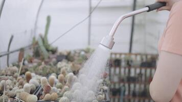 A person in a pink shirt watering a diverse collection video