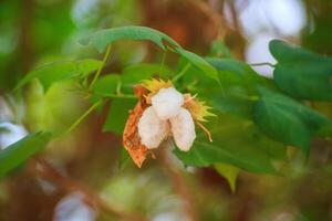 algodón flor flores tener un natural verde antecedentes. foto