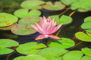 Pink lotus flowers blooming in a pond filled with green leaves. photo