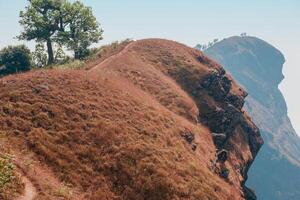 yellow field on top of the mountain at Monjong, Chiang Mai, Thailand photo