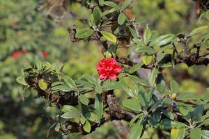 Rhododendron subgenus Hymenanthes. photo