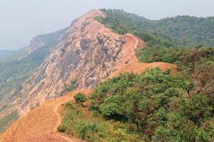 yellow field on top of the mountain at Monjong, Chiang Mai, Thailand photo